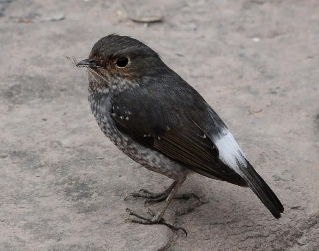 plumbeous water redstart female
